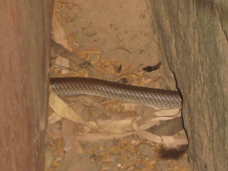 01 Serpent Qui Se Cache